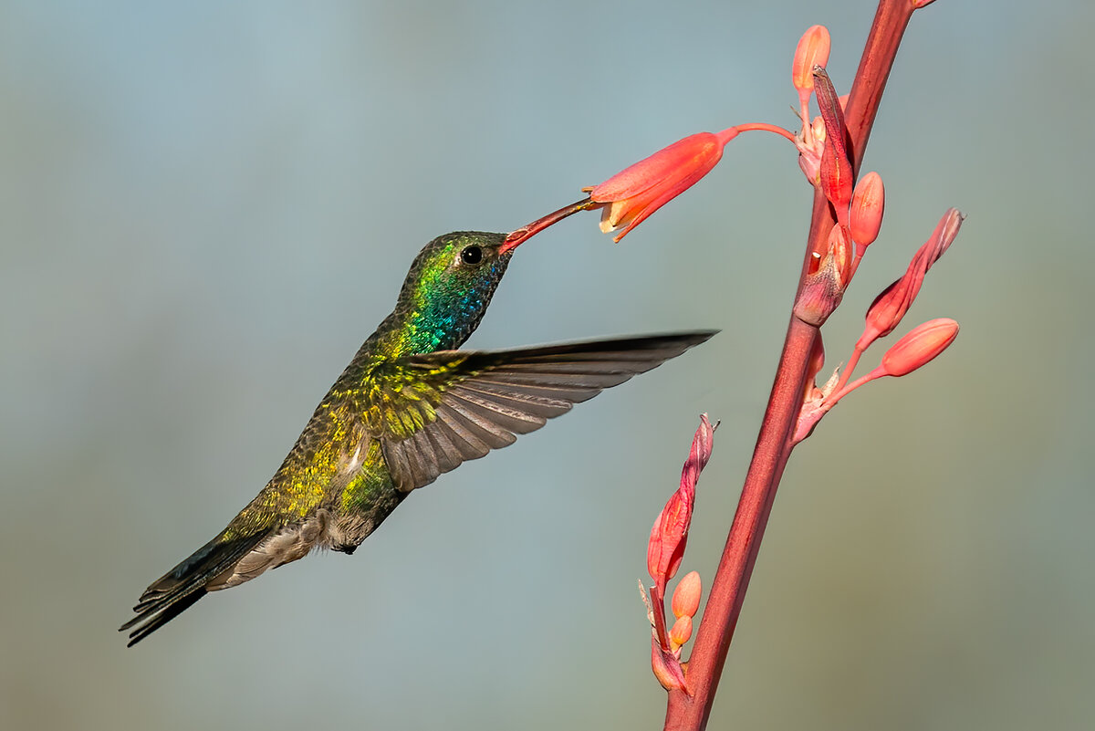 Broad-billed Hummingbird-2078-Edit.jpg