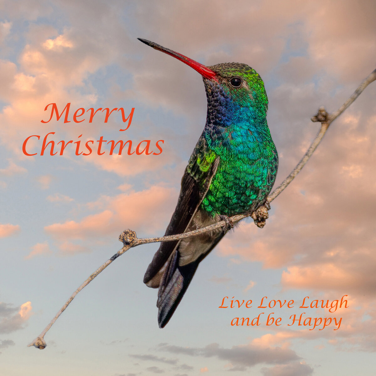 Broad-billed Hummingbird-Christmas Card.jpg