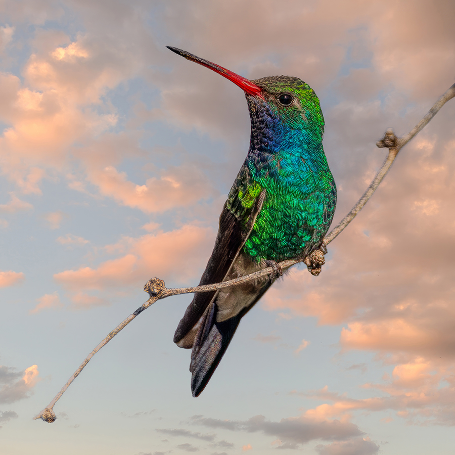 Broad-billed Hummingbird JPEG.jpg