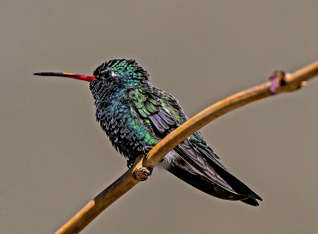 Broad-billed Hummingbird.jpg