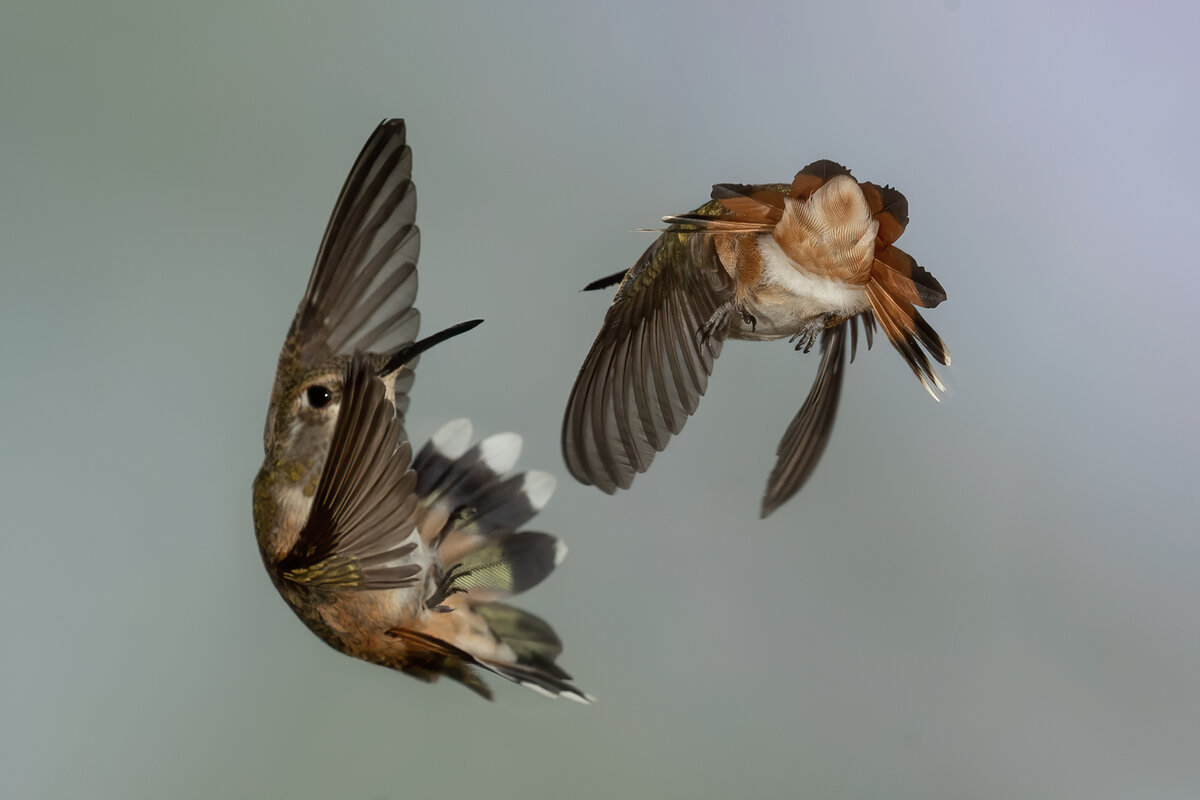 Broad tailed Humingbird-0855-Edit.jpg
