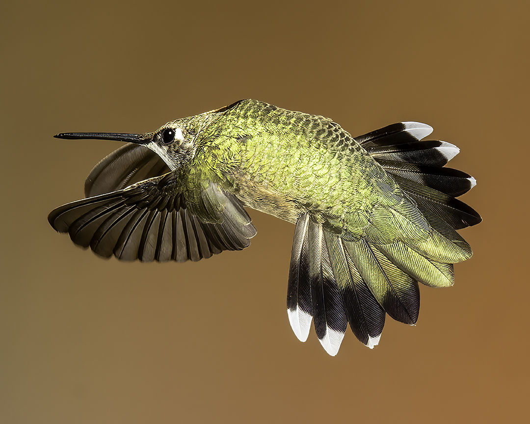 Broad-tailed Humingbird  vv.jpg