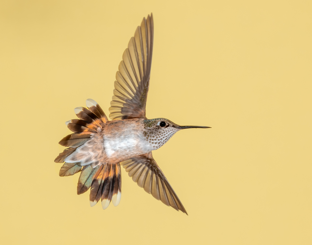 Broad-tailed Hummingbird 5775-Edit.jpg