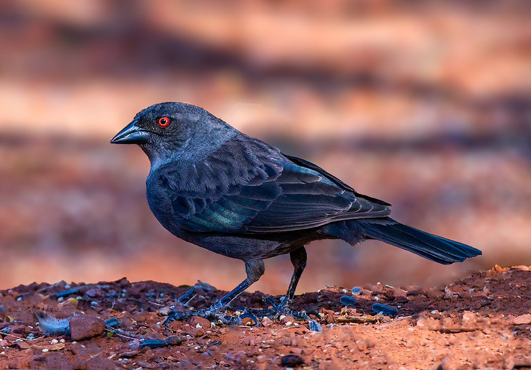 Bronzed Cowbird.jpg