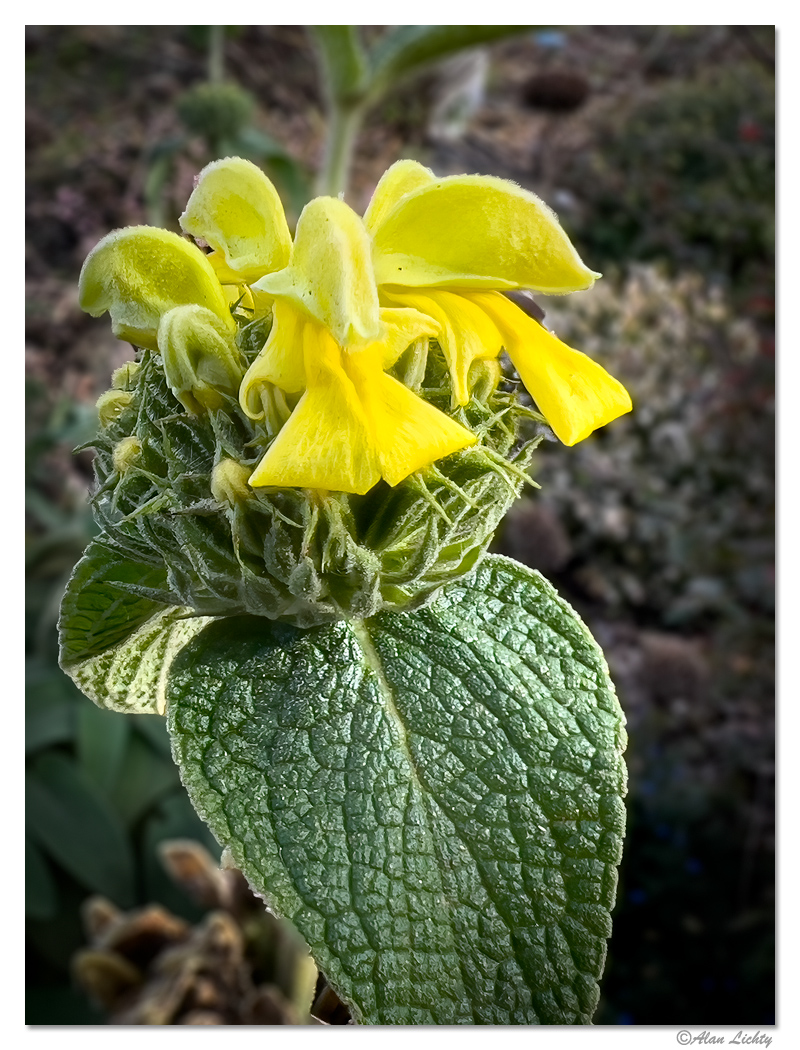 BrookingsFlower1.jpg