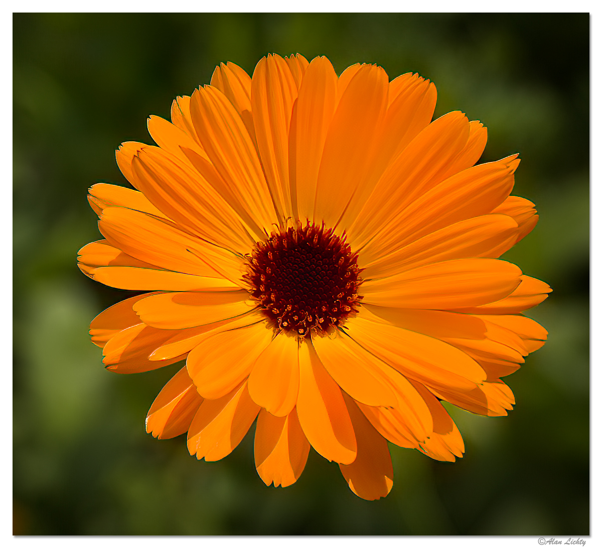 BrookingsFlower2.jpg