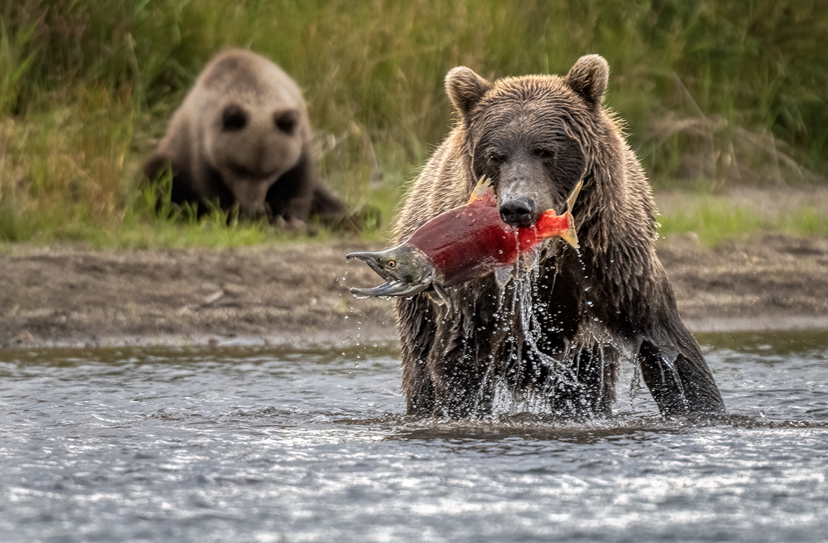 Brown Bear DSC05146.jpg