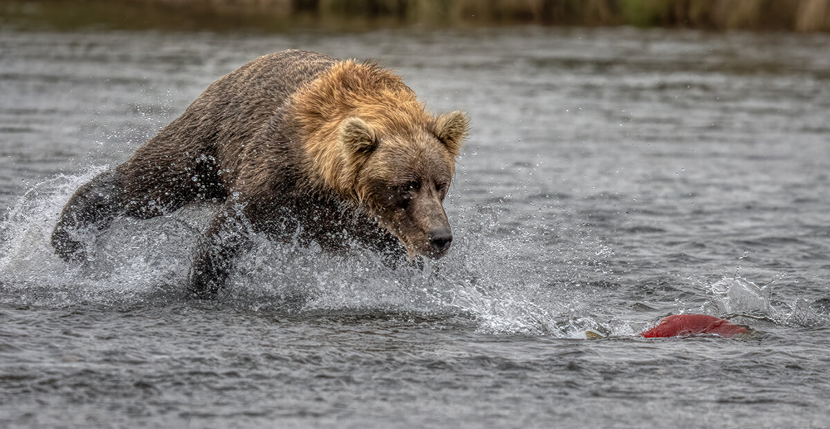 Brown Bear DSC05308.jpg