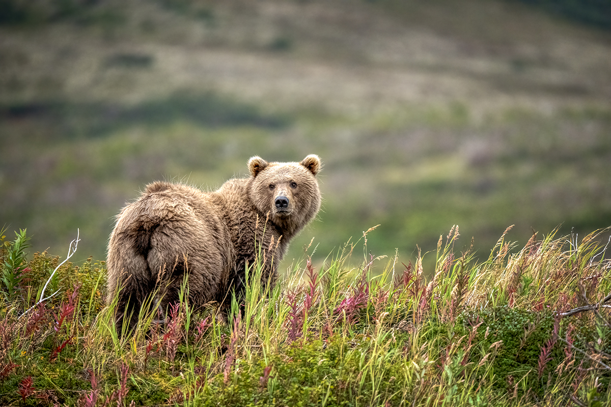 Brown Bear DSC08393.jpg