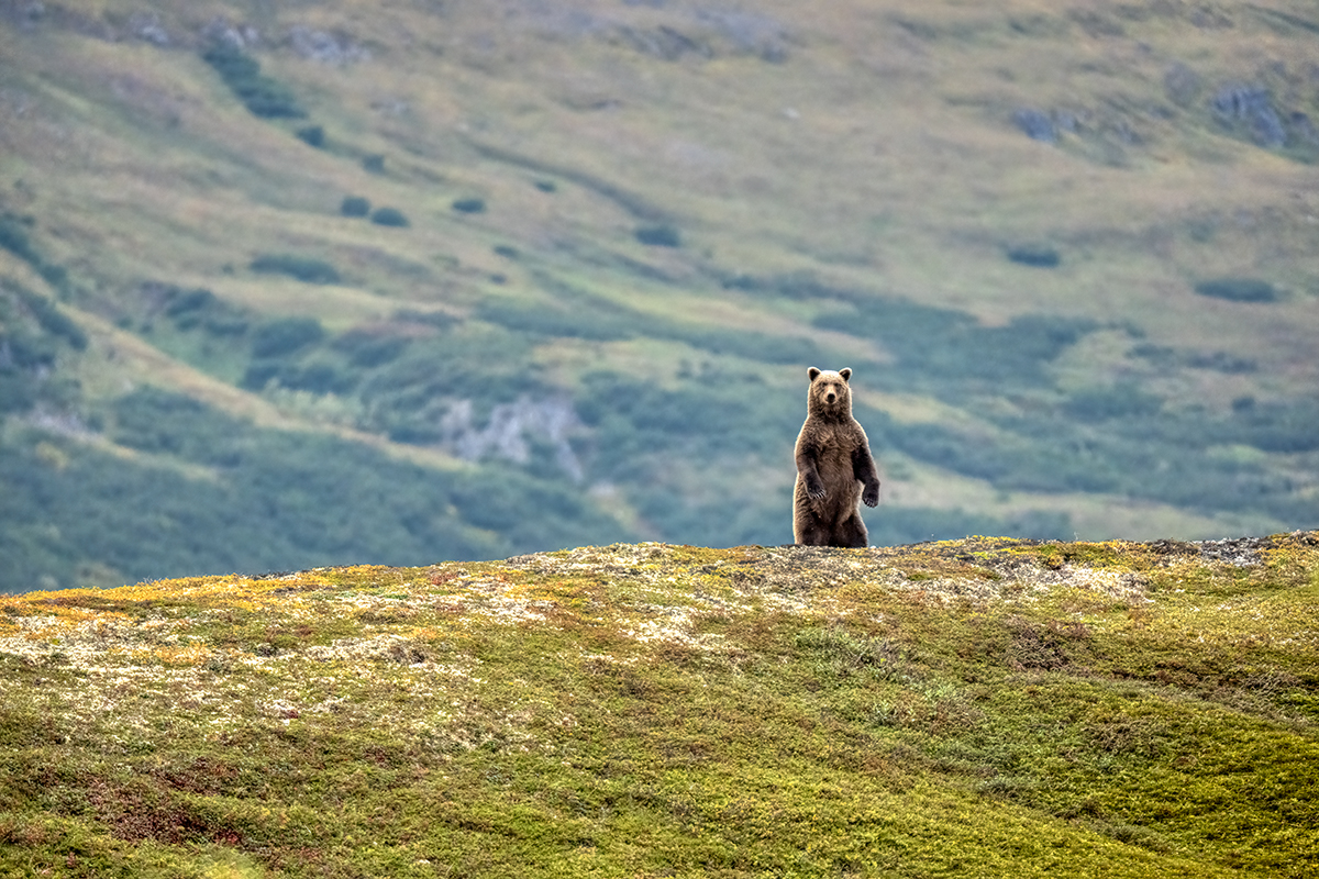 Brown Bear standing DSC08780.jpg