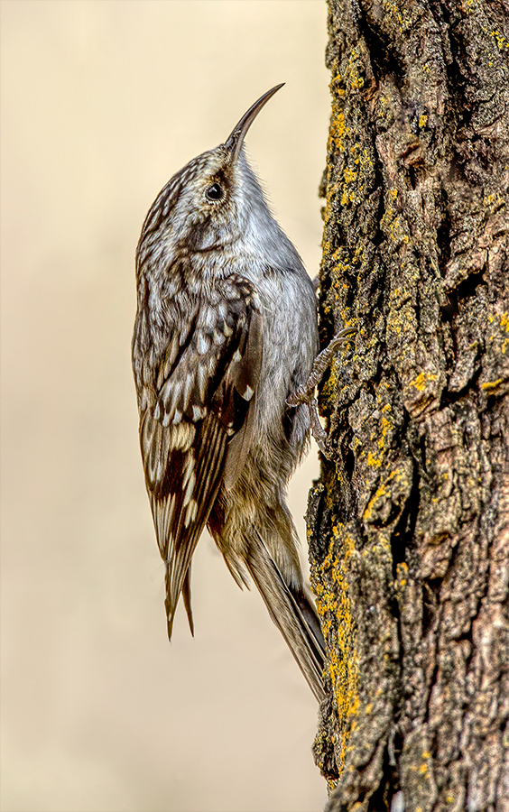 Brown creeper.jpg