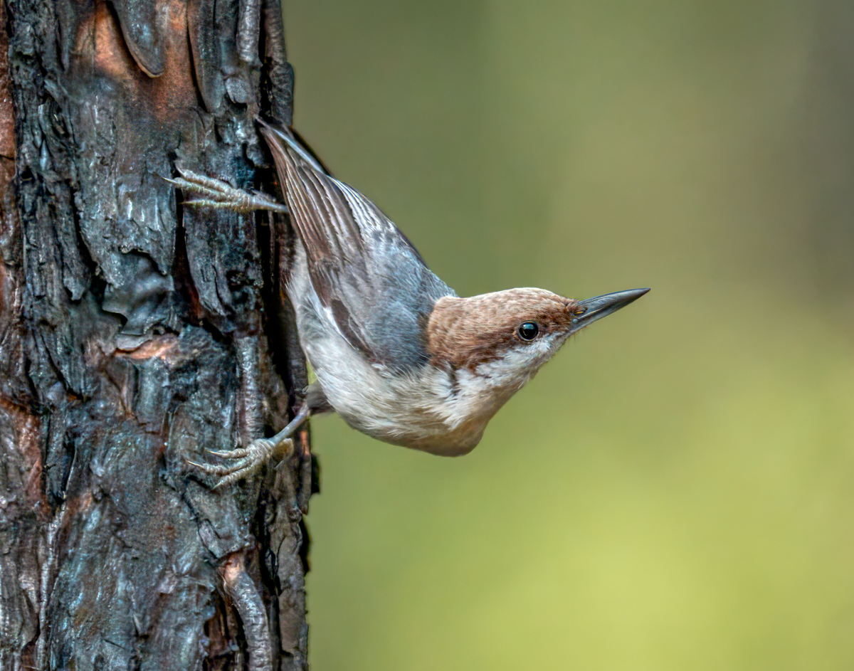 Brown-headed Nuthatch-07797-Edit.jpg