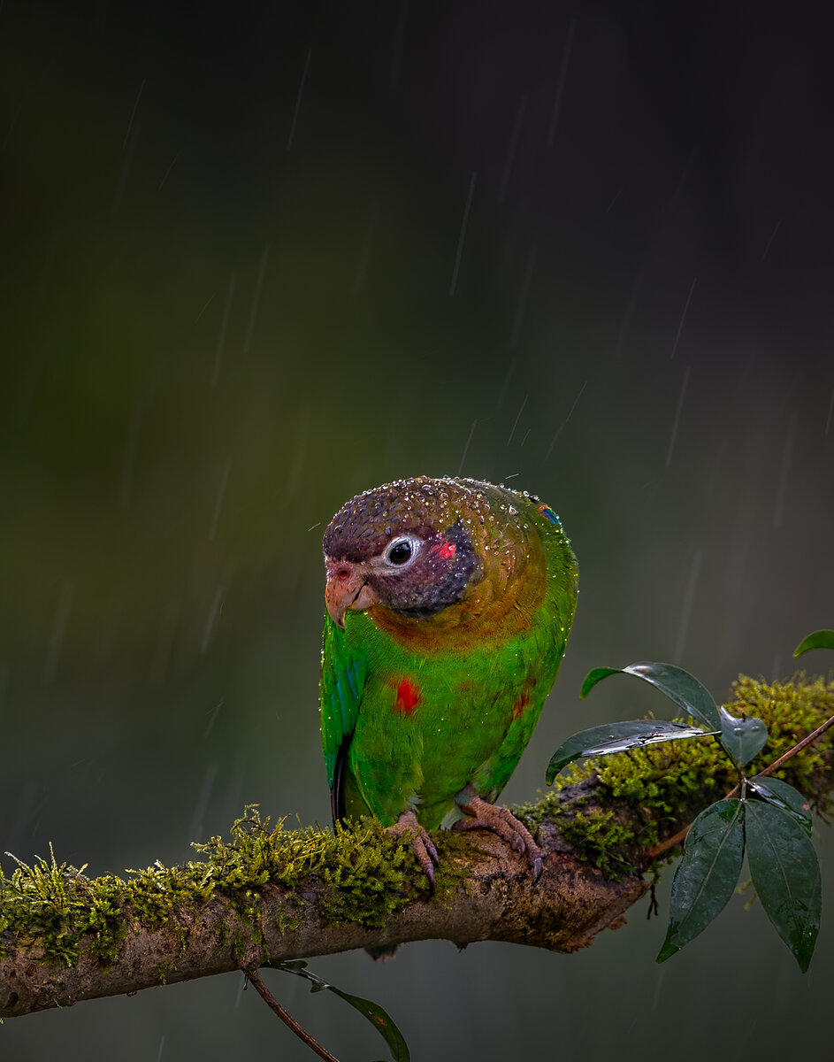 Brown-hooded parrot-3594-Edit-Edit.jpg