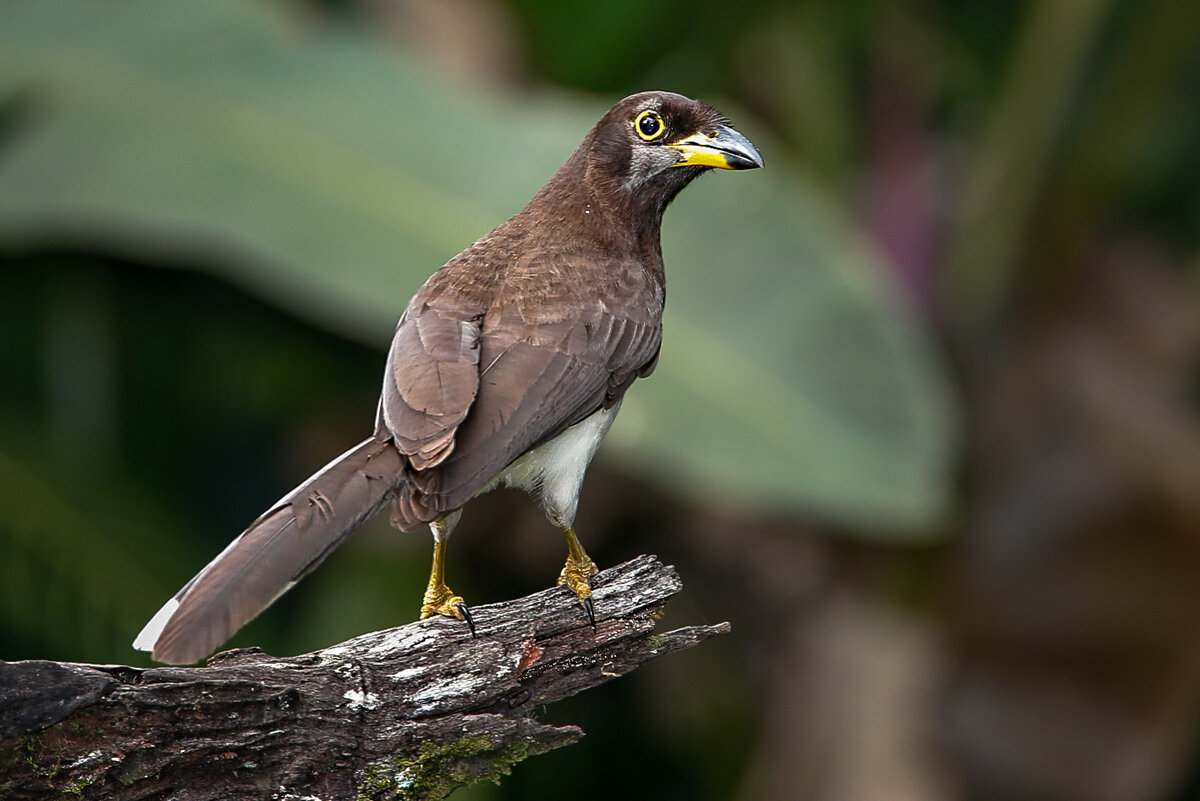 brown jay.jpg