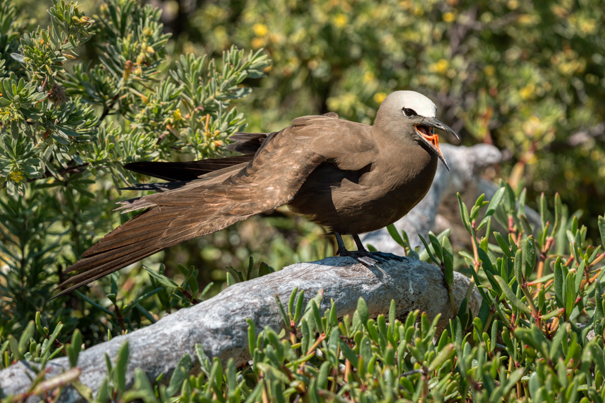 Brown Noddy 1748-Edit.jpg