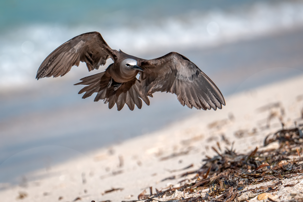 Brown Noddy 6406-Edit.jpg