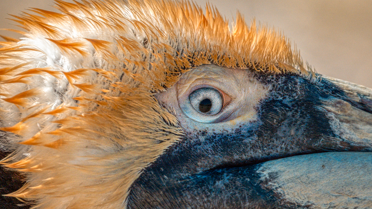 Brown Pelican 08418-Edit.jpg
