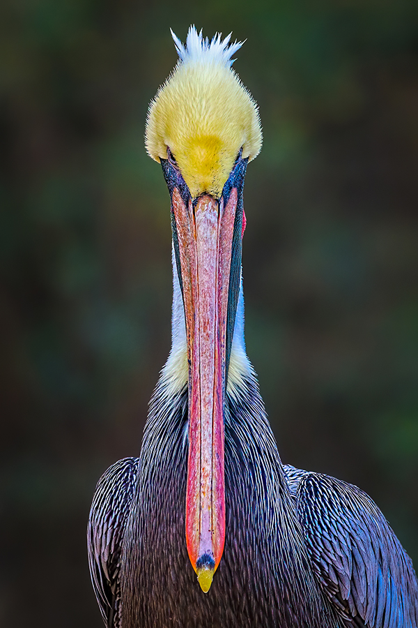 Brown Pelican headshot.jpg