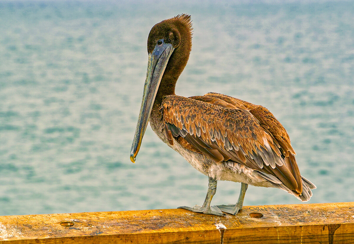 Brown Pelican.jpg