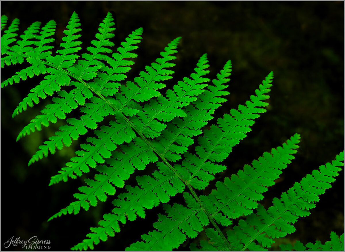 brp-fern1.jpg
