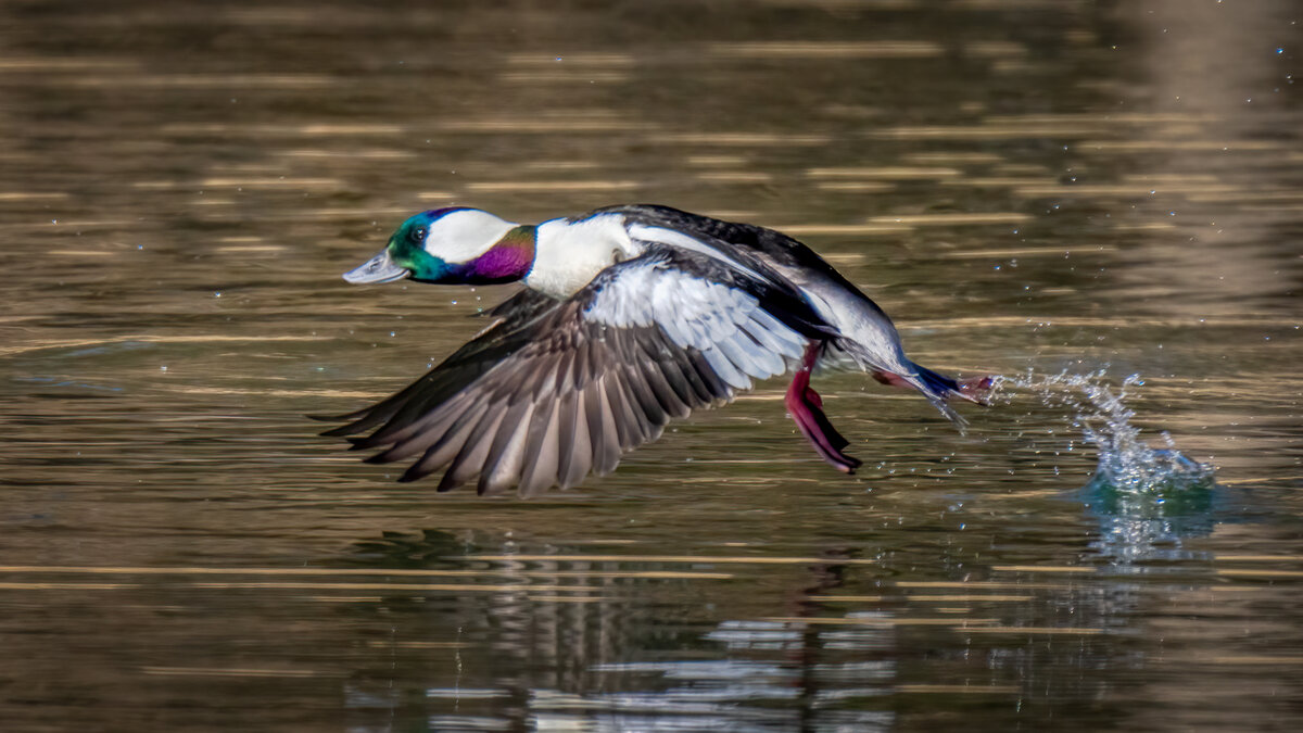 Bufflehead-08434-Edit-2.jpg