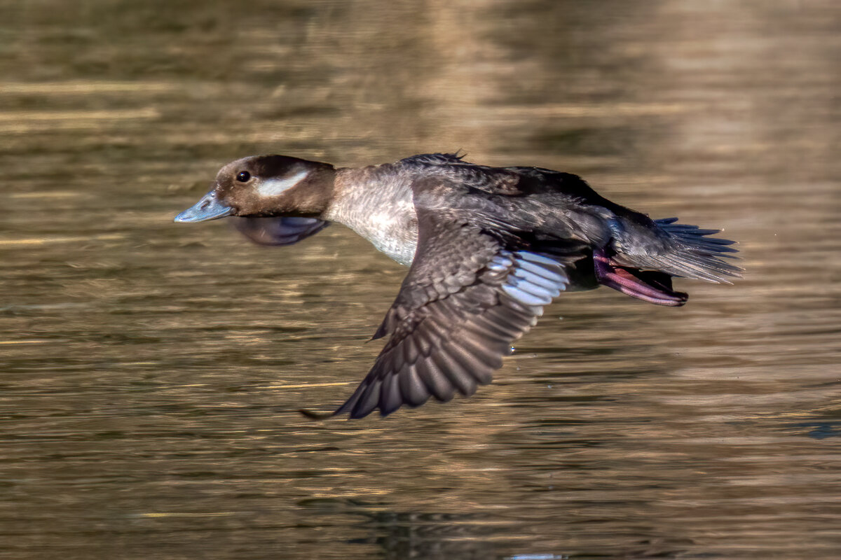 Bufflehead-08435-Edit.jpg