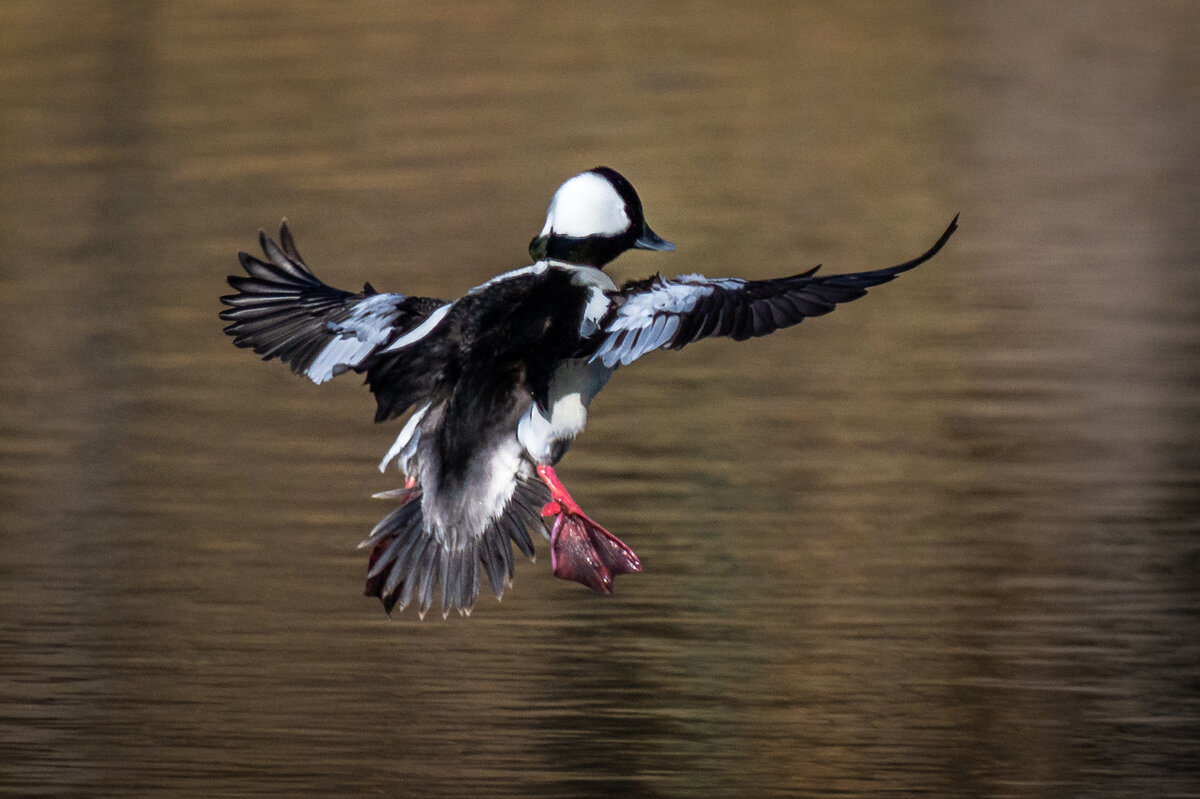 Bufflehead-08515.jpg