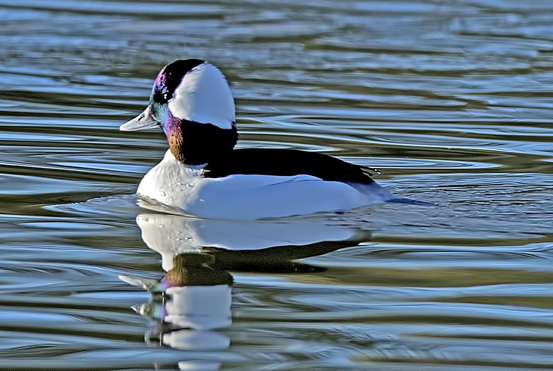 Bufflehead III.jpg