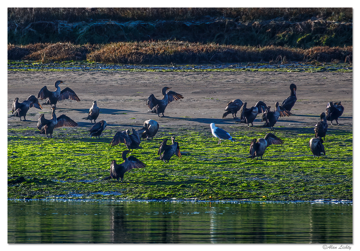 BullardCormorants1.jpg