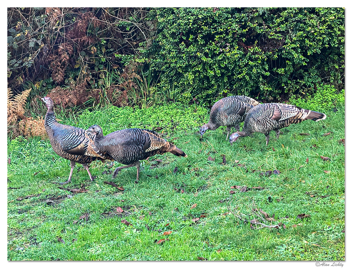 BullardTurkeys.jpg