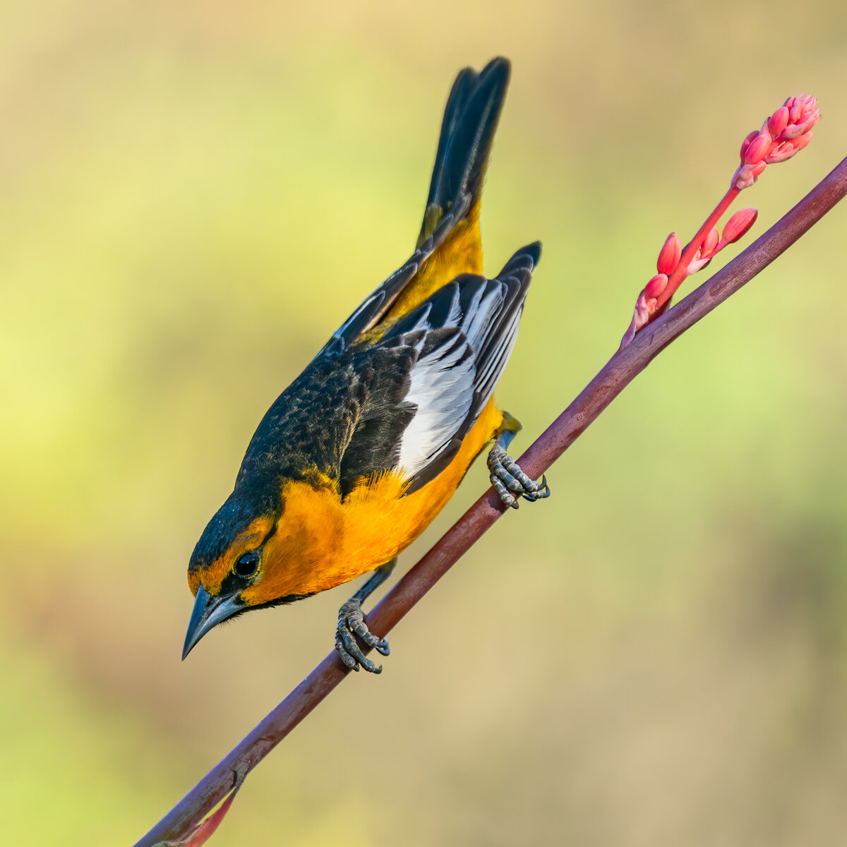 Bullock's oriole-3476-Edit.jpg