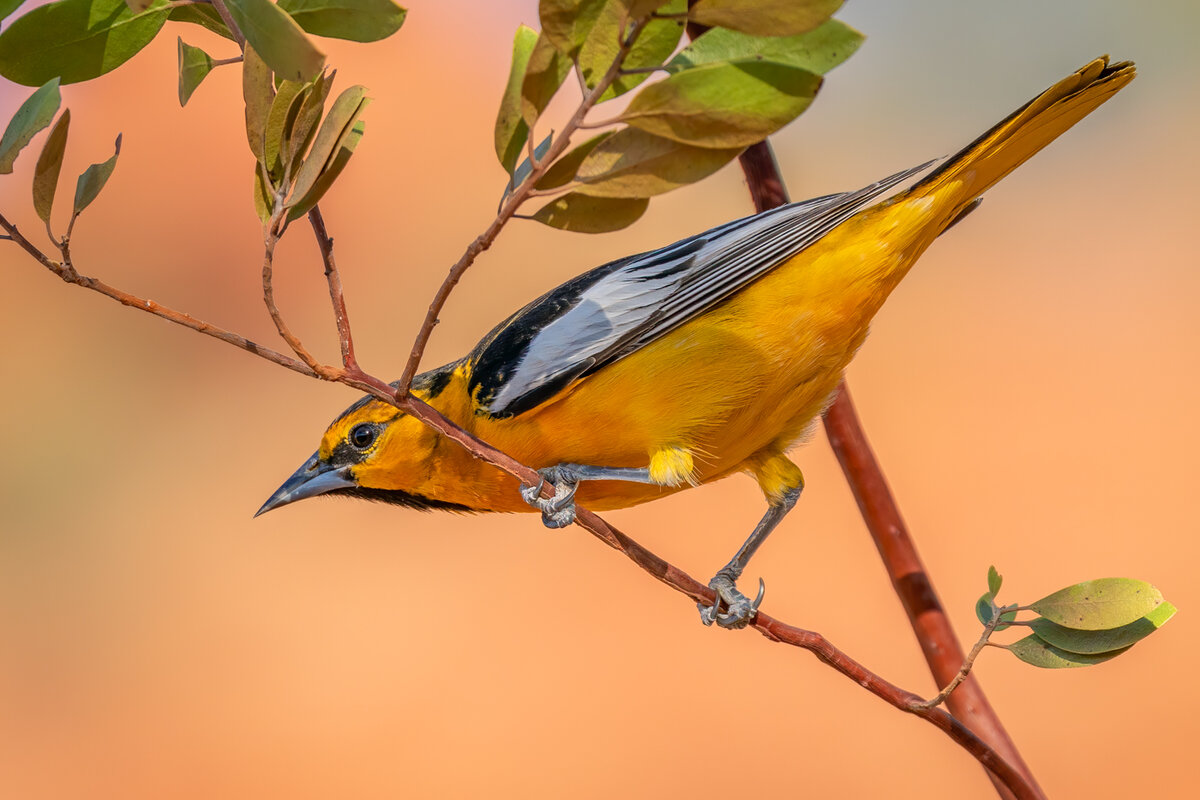Bullock's oriole-3811-Edit.jpg