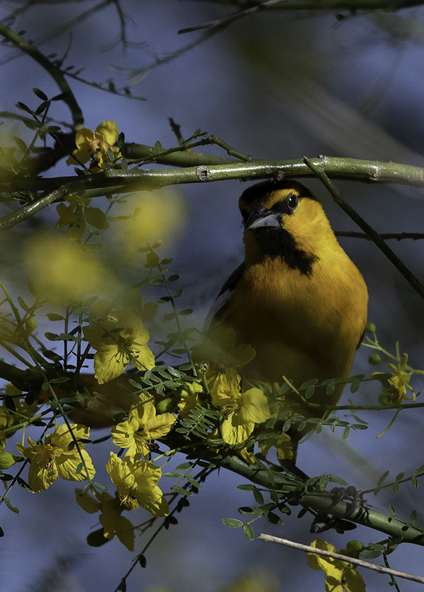 Bullocks Oriole befgore processing.jpg