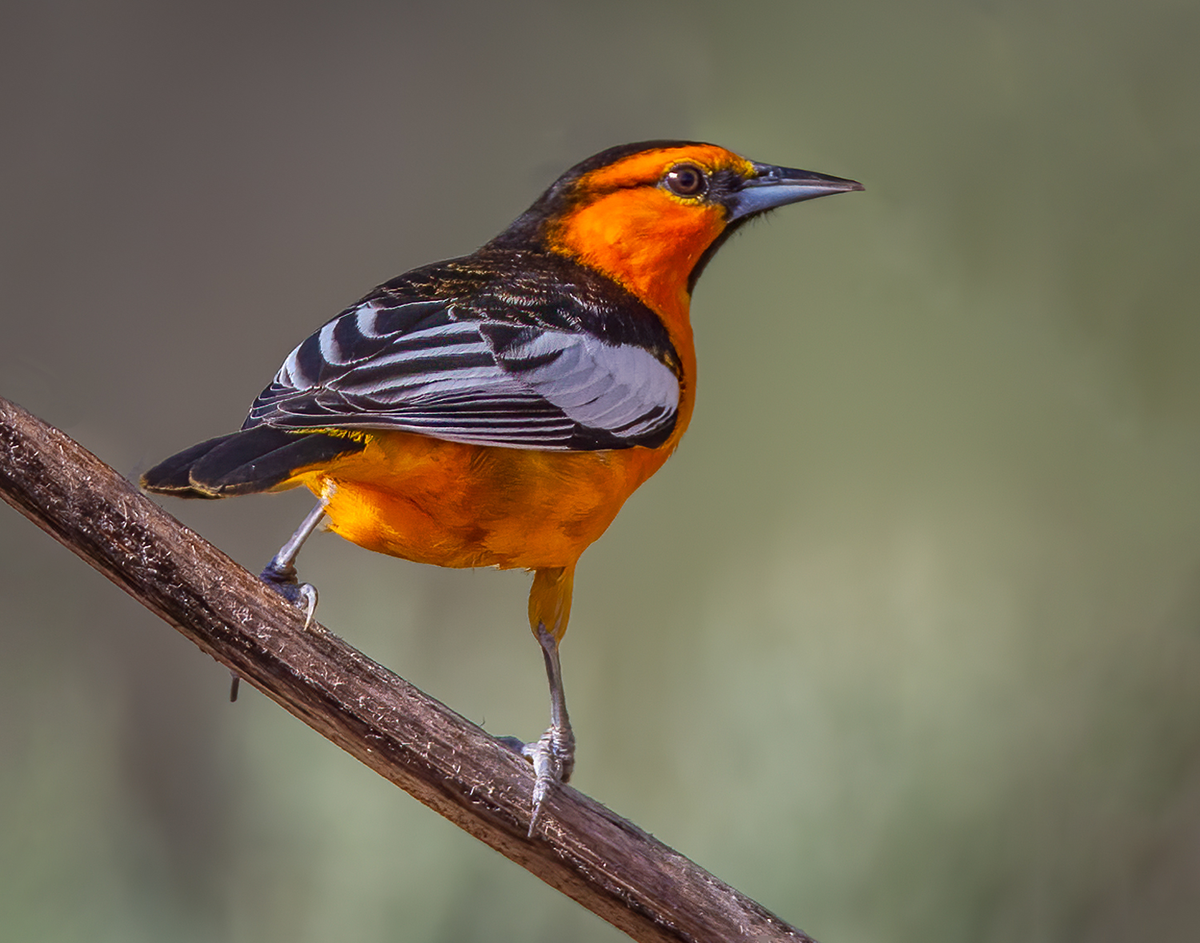 Bullock's oriole FW.png