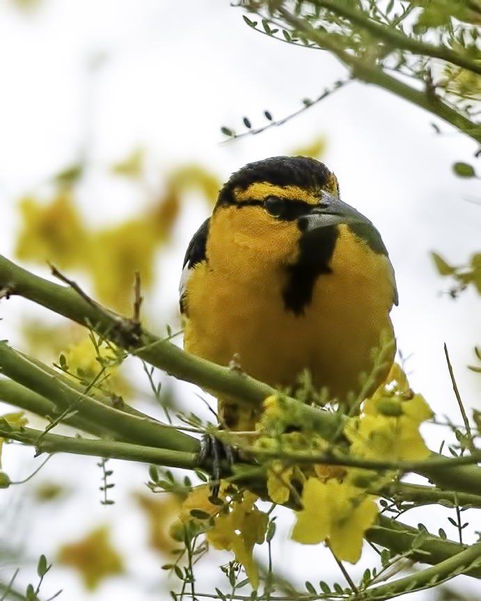 Bullock's Oriole II-Edit.jpg