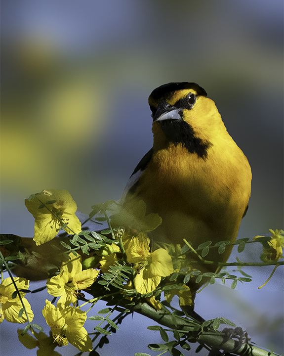 Bullock's Oriole in the Palo Verde tree.jpg
