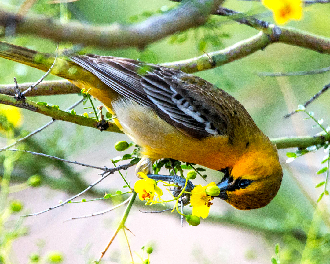 Bullocks Oriole palo vede.jpg