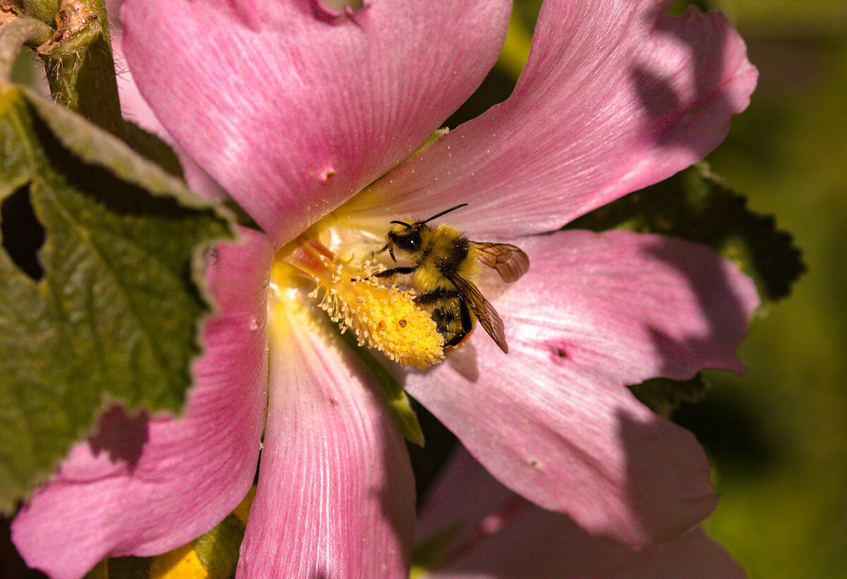 Bumble Bee.jpg