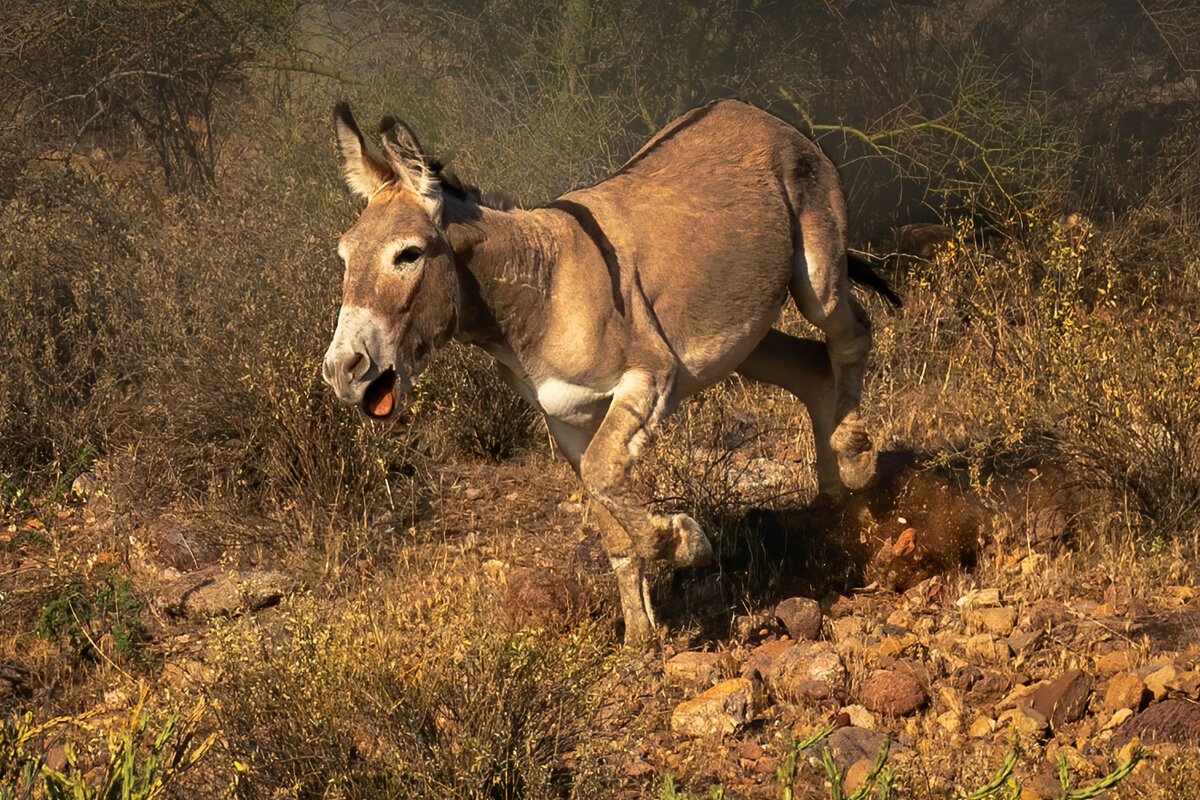 burro-2126-Edit.jpg