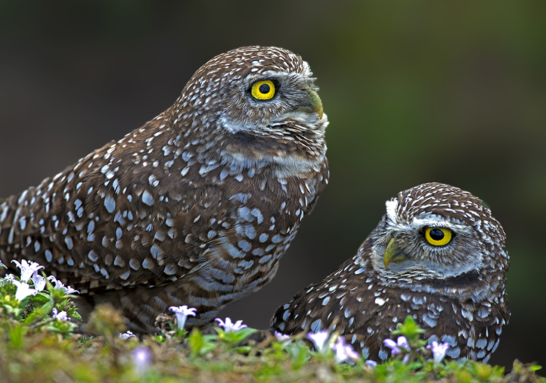 Burrowing Owls at Brian Picolo Park in Florida.jpg