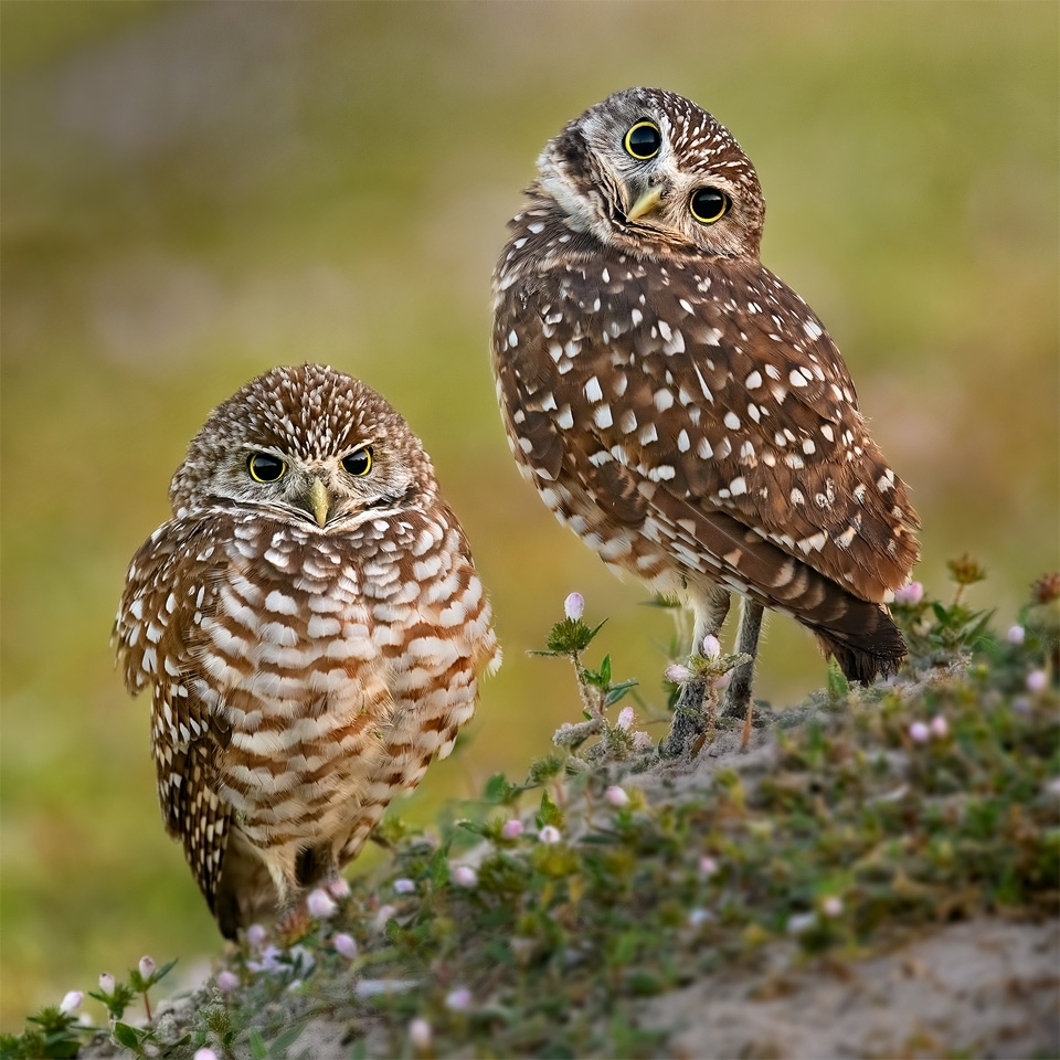 burrowing-owls-head-tip.jpg-nggid03925-ngg0dyn-960x960x100-00f0w010c010r110f110r010t010.jpg