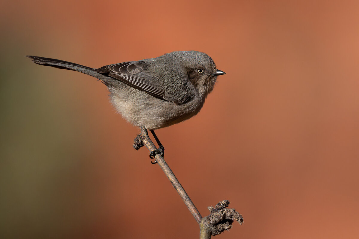 Bushtit-06886-Edit.jpg