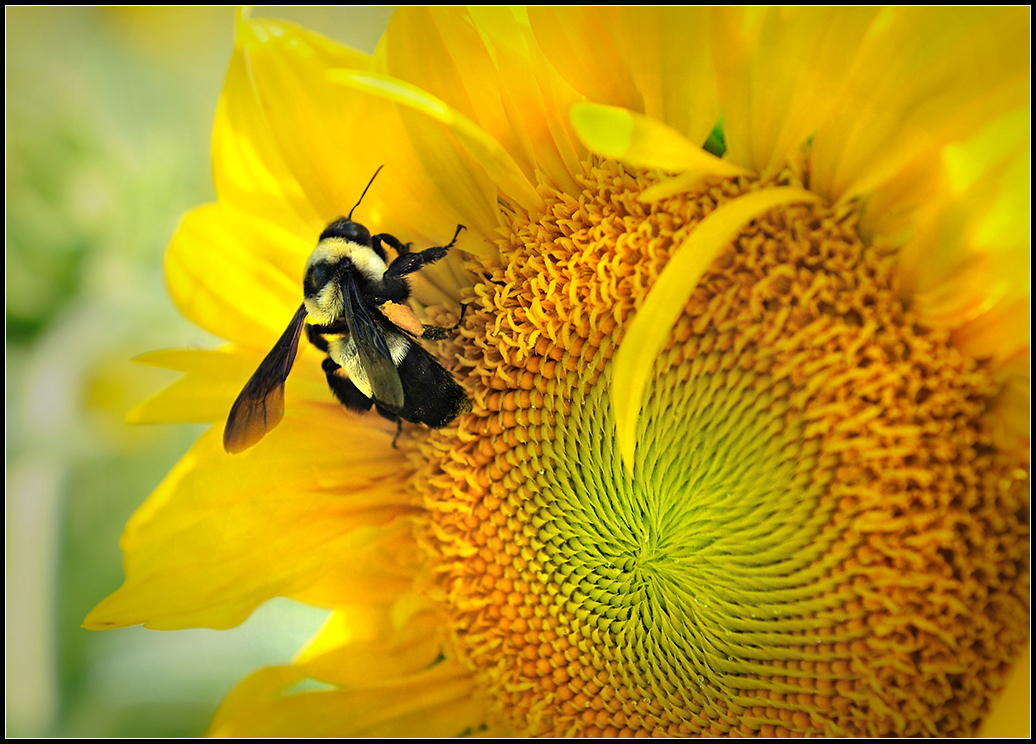 Busy Bee.jpg