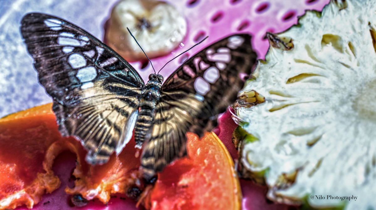 Butterfly 1.jpg