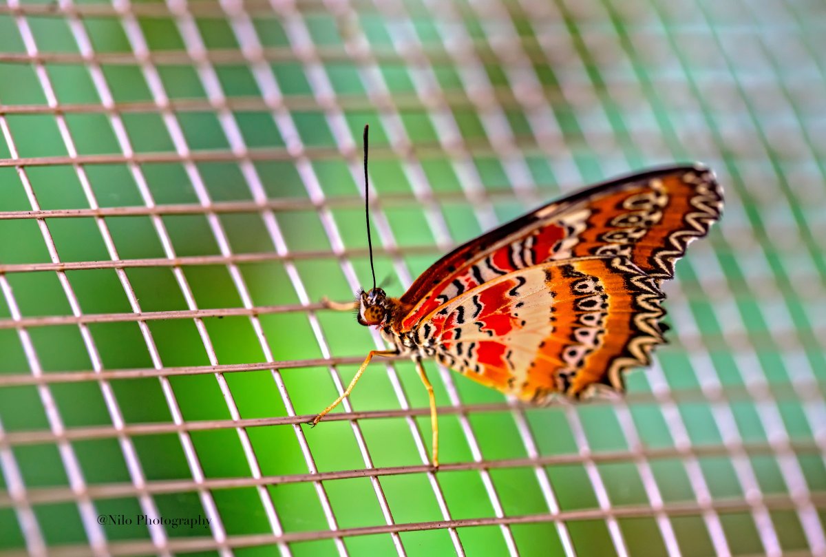Butterfly 2.jpg