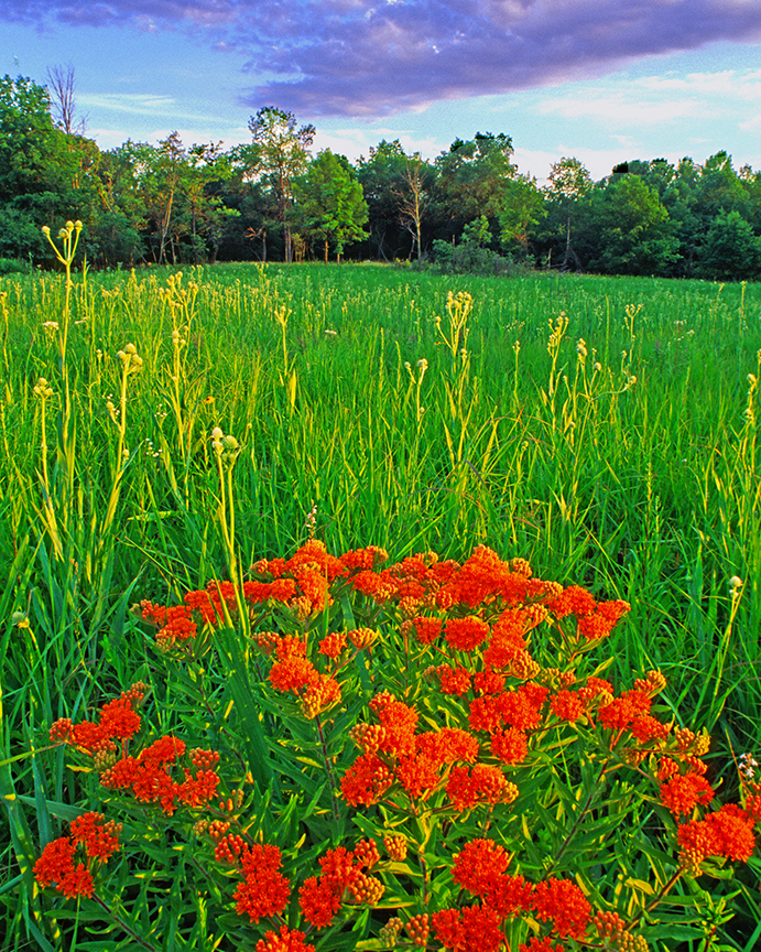 Butterfly-weed and rattlesnake master.jpg