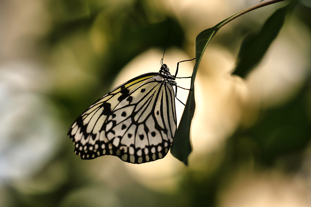 Butterfly1.jpg