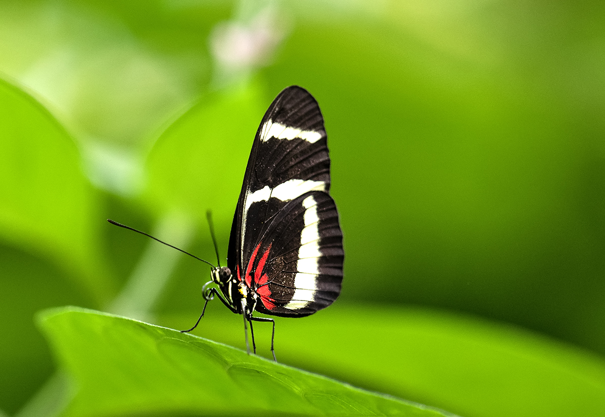 Butterfly5.jpg