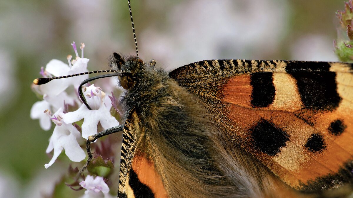butterfly_fixed_highres copy.jpeg
