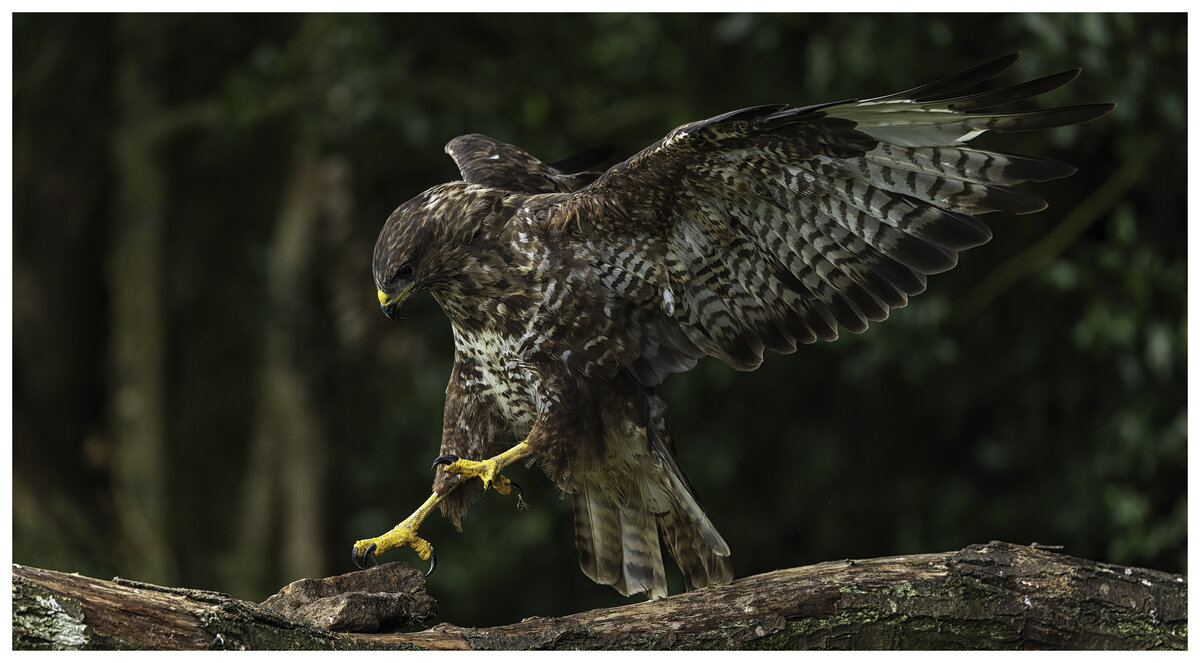 Buzzard Landing.jpg